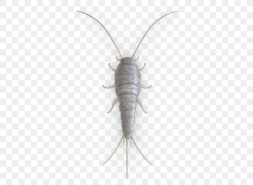 Silverfish Cockroach Insect Pest Control Firebrat, PNG, 425x600px, Silverfish, Animal, Ant, Centipedes, Cockroach Download Free