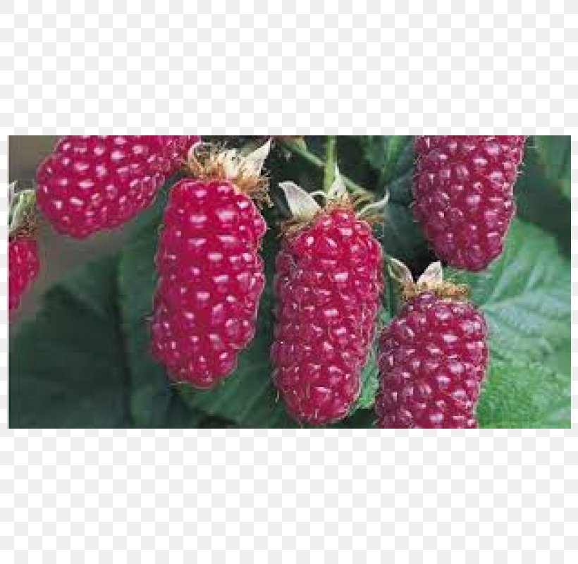 Tayberry Loganberry Boysenberry Red Mulberry Raspberry, PNG, 800x800px, Tayberry, Auglis, Berry, Blackberry, Boysenberry Download Free