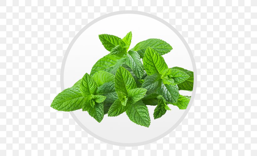Tea Peppermint Organic Food Mentha Spicata Herb, PNG, 500x500px, Tea, Essential Oil, Food, Herb, Herbalism Download Free