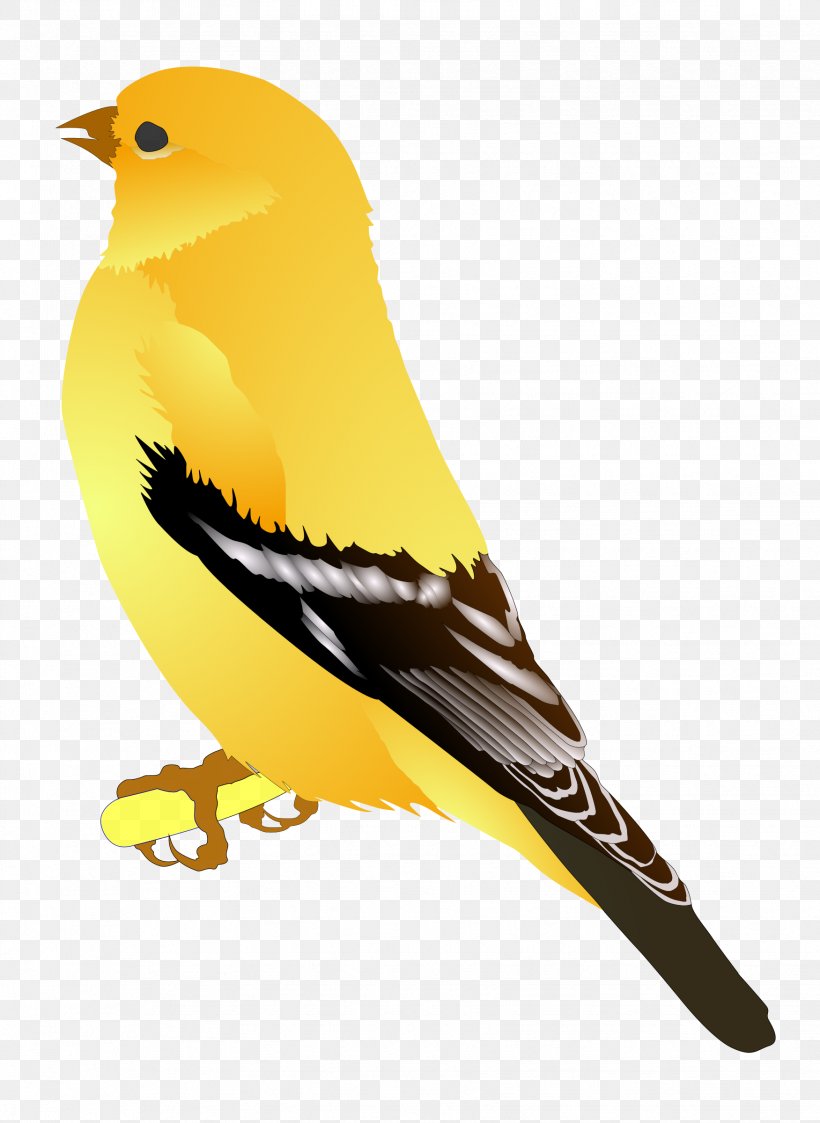 American Goldfinch European Goldfinch Bird Clip Art, PNG, 1751x2400px, Finch, American Goldfinch, Beak, Bird, Emberizidae Download Free