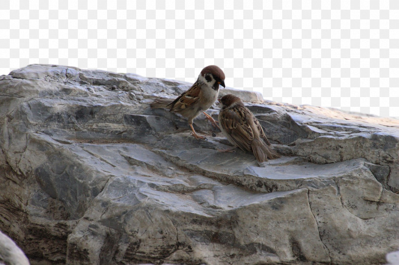 Birds /m/083vt Outcrop Wood Biology, PNG, 1280x853px, Birds, Biology, M083vt, Outcrop, Science Download Free