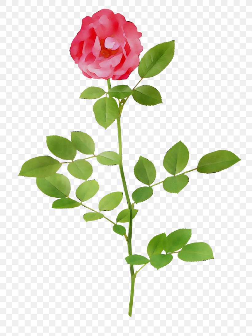 Garden Roses Cabbage Rose Cut Flowers Bud Petal, PNG, 1230x1637px, Garden Roses, Botany, Branch, Bud, Cabbage Rose Download Free