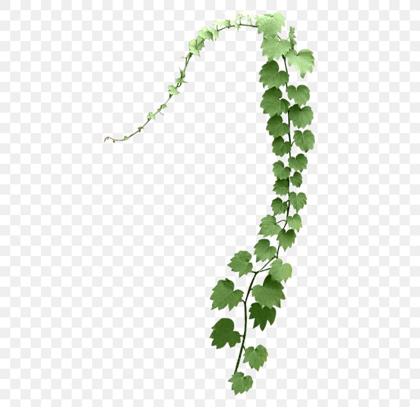Leaf Tree Branch Plant Stem, PNG, 500x795px, Leaf, Branch, Coreldraw, Flowering Plant, Grapevine Family Download Free