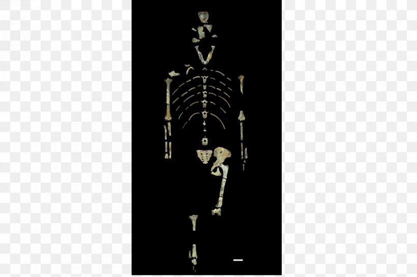 Lucy Australopithecus Afarensis Afar Region Homo Sapiens Human Evolution, PNG, 900x600px, Lucy, Afar Region, Anthropologist, Australopithecus Afarensis, Bone Download Free