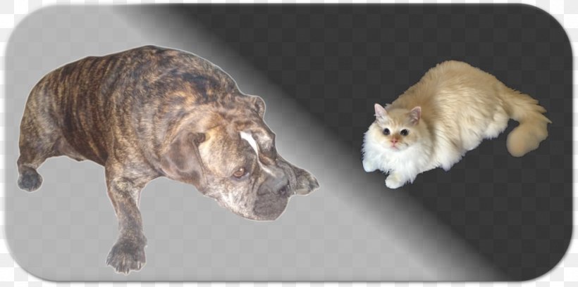 Whiskers Dog Breed Cat Non-sporting Group, PNG, 1000x498px, Whiskers, Animal, Breed, Breed Group Dog, Carnivoran Download Free