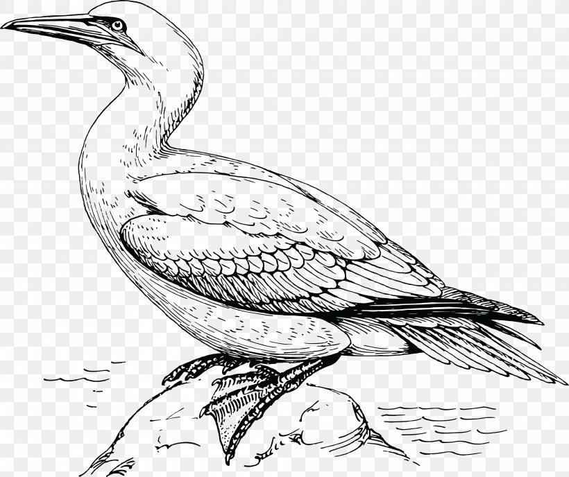 Bird Gulls Northern Gannet Clip Art, PNG, 4000x3357px, Bird, Art, Artwork, Beak, Black And White Download Free