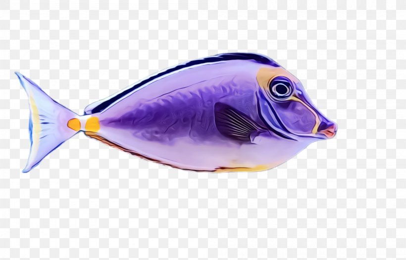 Fish Fish Pomacentridae Bony-fish Triggerfish, PNG, 2000x1280px, Watercolor, Bonyfish, Butterflyfish, Fish, Paint Download Free