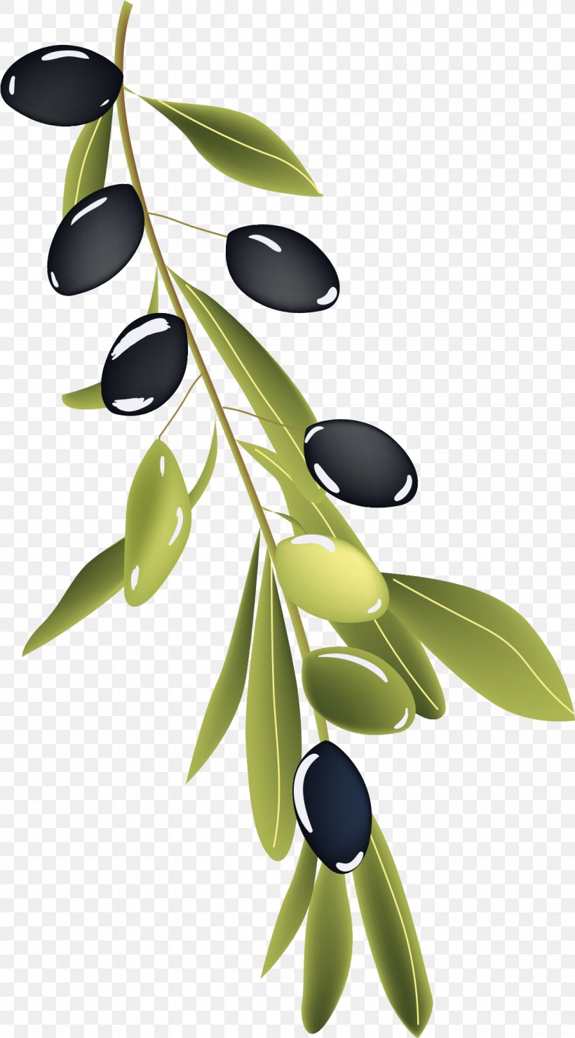 How To Draw An Olive Branch Really Easy Drawing Tutor vrogue.co