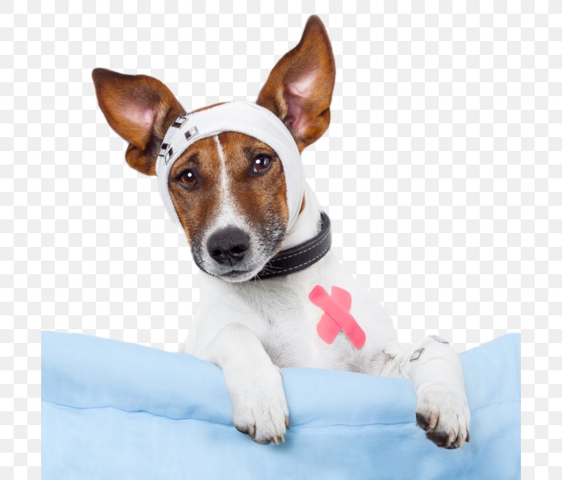 Pet Sitting Veterinarian Dog Clinique Vétérinaire, PNG, 700x700px, Pet Sitting, Blue Cross, Canine Influenza, Carnivoran, Companion Dog Download Free