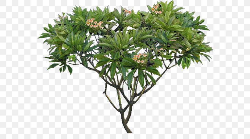 Plumeria Alba Tree Shrub Plant, PNG, 600x457px, Plumeria Alba, Box, Branch, Deciduous, Flower Download Free