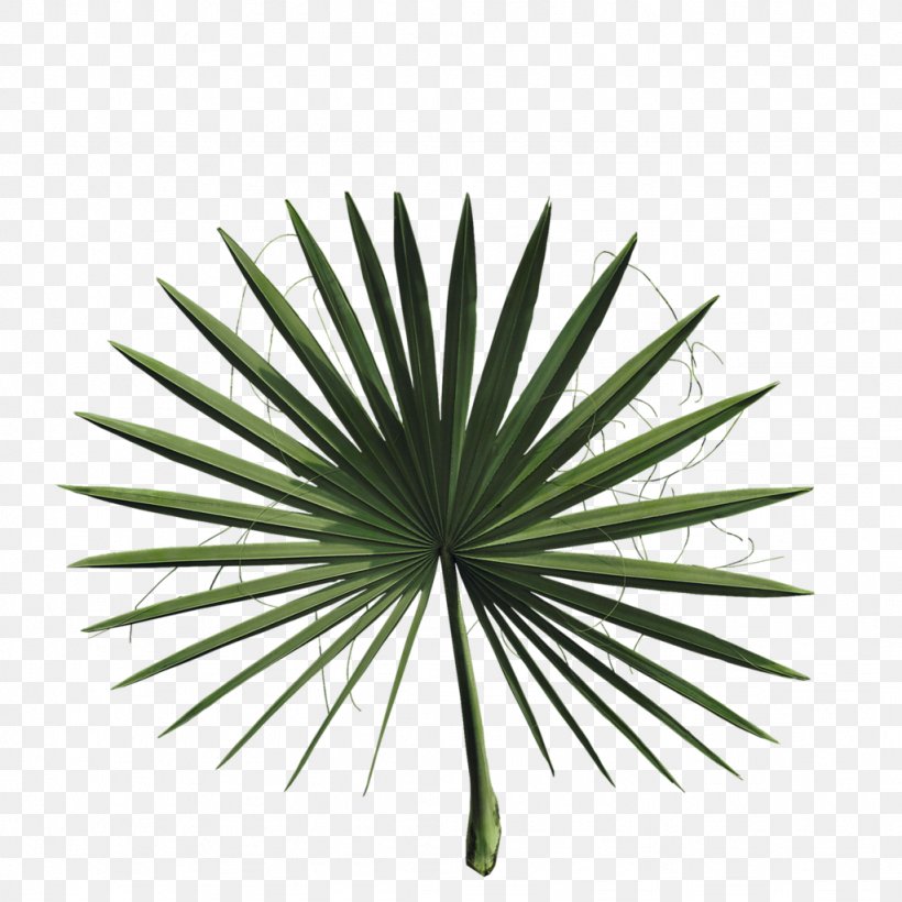 2018 Nissan LEAF Asian Palmyra Palm Arecaceae Plant, PNG, 1024x1024px, 2018 Nissan Leaf, Arecaceae, Arecales, Asian Palmyra Palm, Bismarckia Download Free