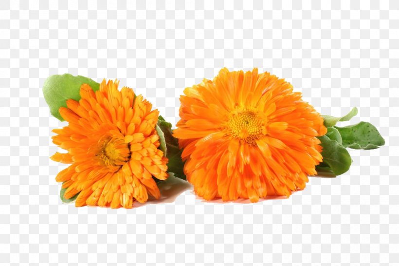 Flower Marigold Chrysanthemum, PNG, 1000x666px, Flower, Annual Plant, Calendula, Calendula Officinalis, Chrysanthemum Download Free