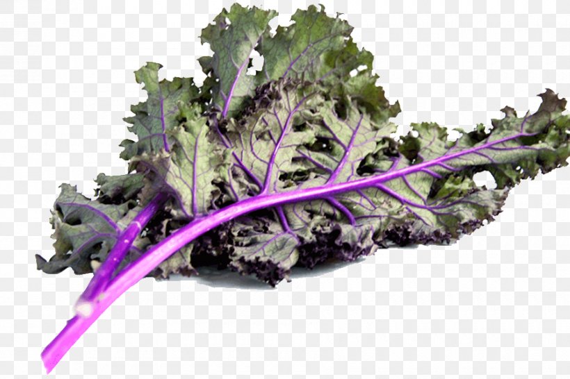 Leaf Vegetable Kale Spring Greens Rapini, PNG, 900x600px, Leaf Vegetable, Herb, Kale, Lavender, Purple Download Free