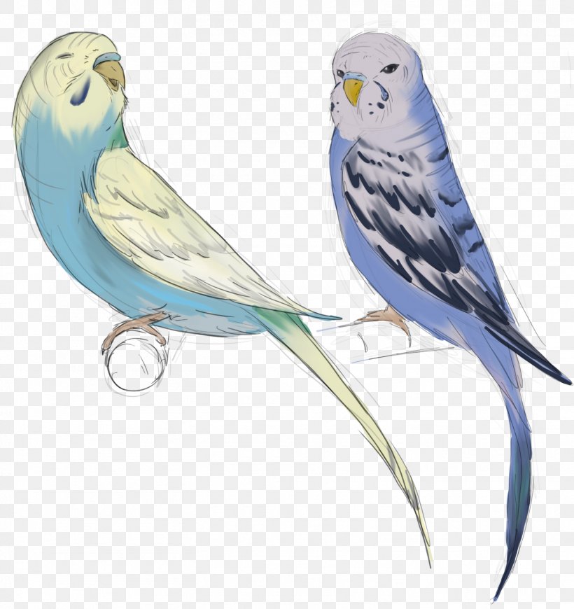 Parakeet Macaw Lovebird Fraxure Haxorus, PNG, 1507x1600px, Parakeet, Beak, Bird, Bird Of Prey, Business Download Free
