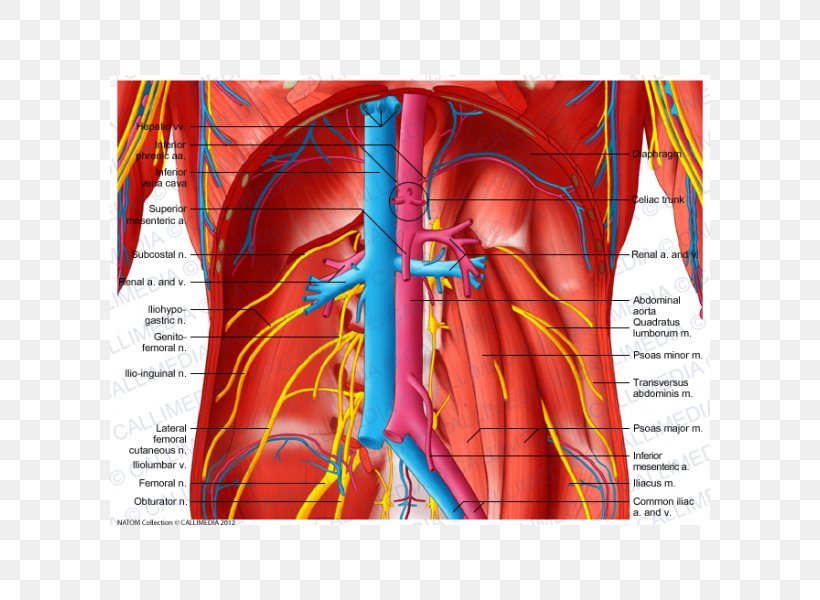 Blood Vessel Subcostalis Muscle Abdomen Artery, PNG, 600x600px, Watercolor, Cartoon, Flower, Frame, Heart Download Free