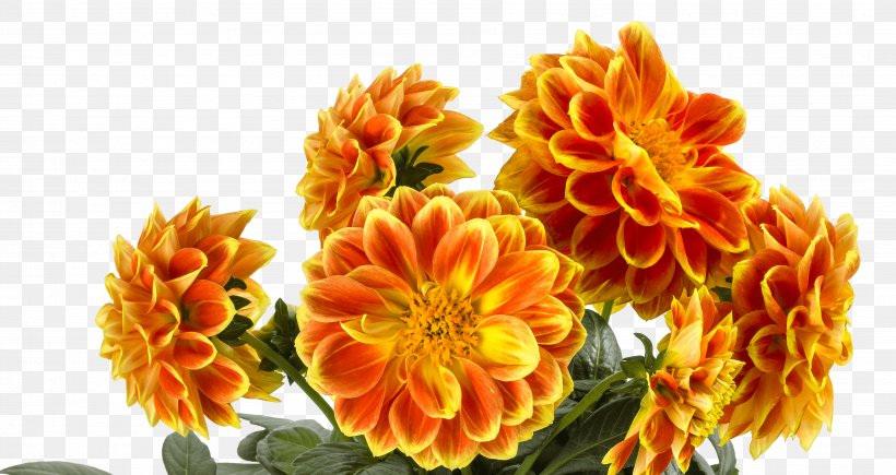 Chrysanthemum Cottage Garden Floristry Cut Flowers, PNG, 3598x1910px, Chrysanthemum, Calendula, Chrysanths, Cottage, Cottage Garden Download Free