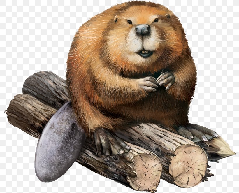 Eurasian Beaver Photography Drawing, PNG, 800x662px, Eurasian Beaver, Beaver, Carnivoran, Coypu, Digital Image Download Free