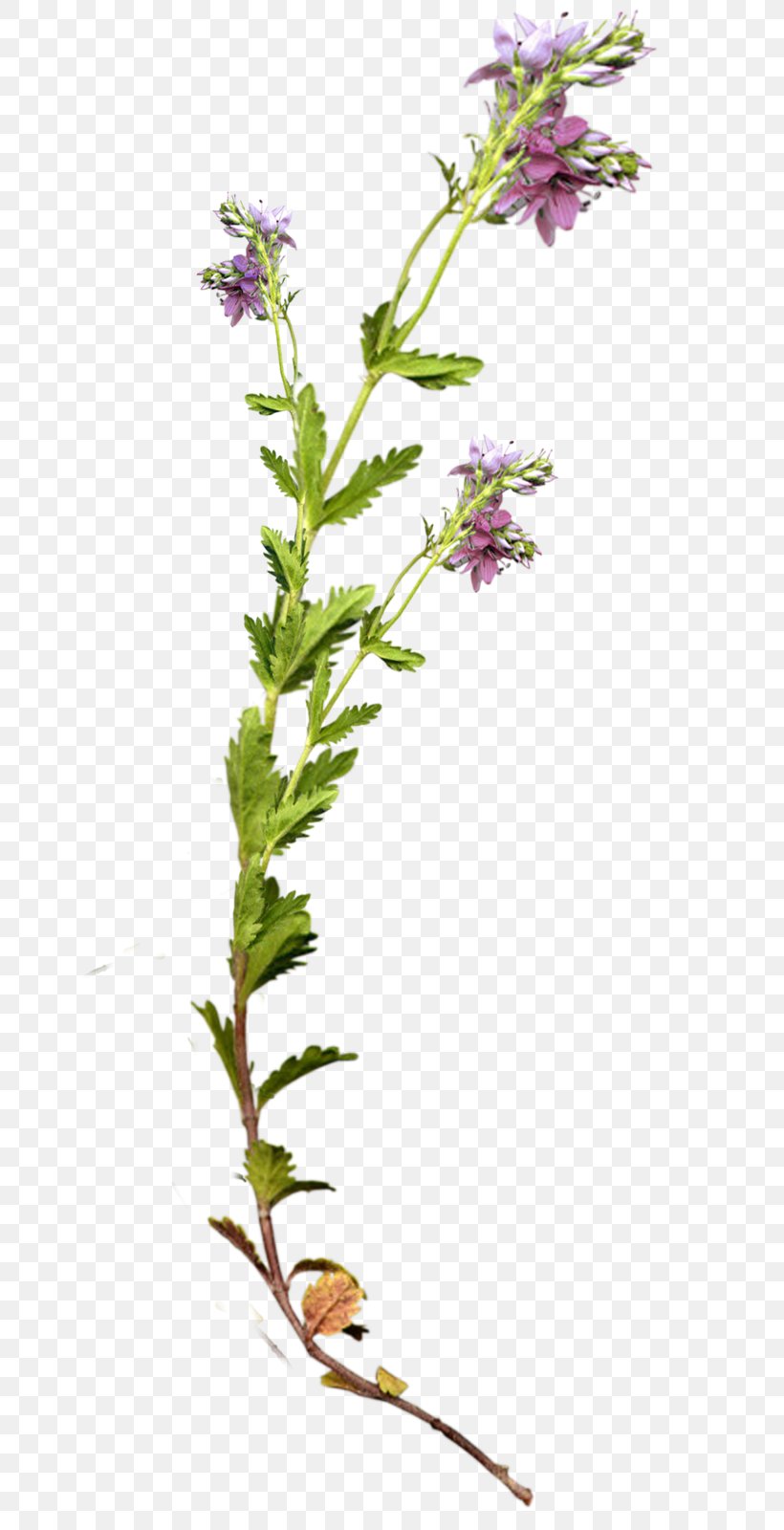 Lavender Photography Flora Image, PNG, 810x1600px, Lavender, Bellflower, Breckland Thyme, Email, Flora Download Free