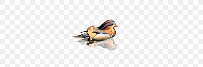 Duck Beak, PNG, 1200x400px, Duck, Beak, Bird, Ducks Geese And Swans, Water Bird Download Free