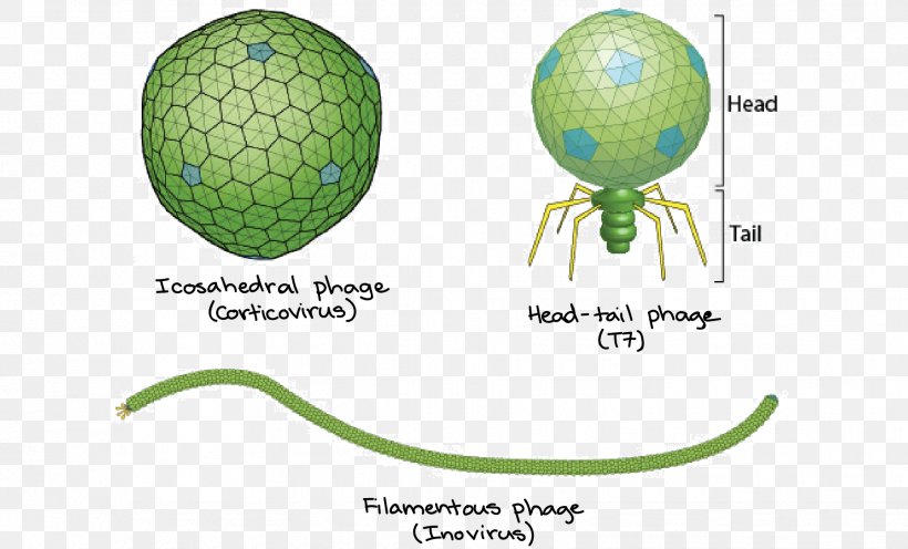 Filamentous Bacteriophage Bacteria Virus Icosahedron, PNG, 1853x1121px, Bacteriophage, Bacteria, Capsid, Cell, Dna Download Free