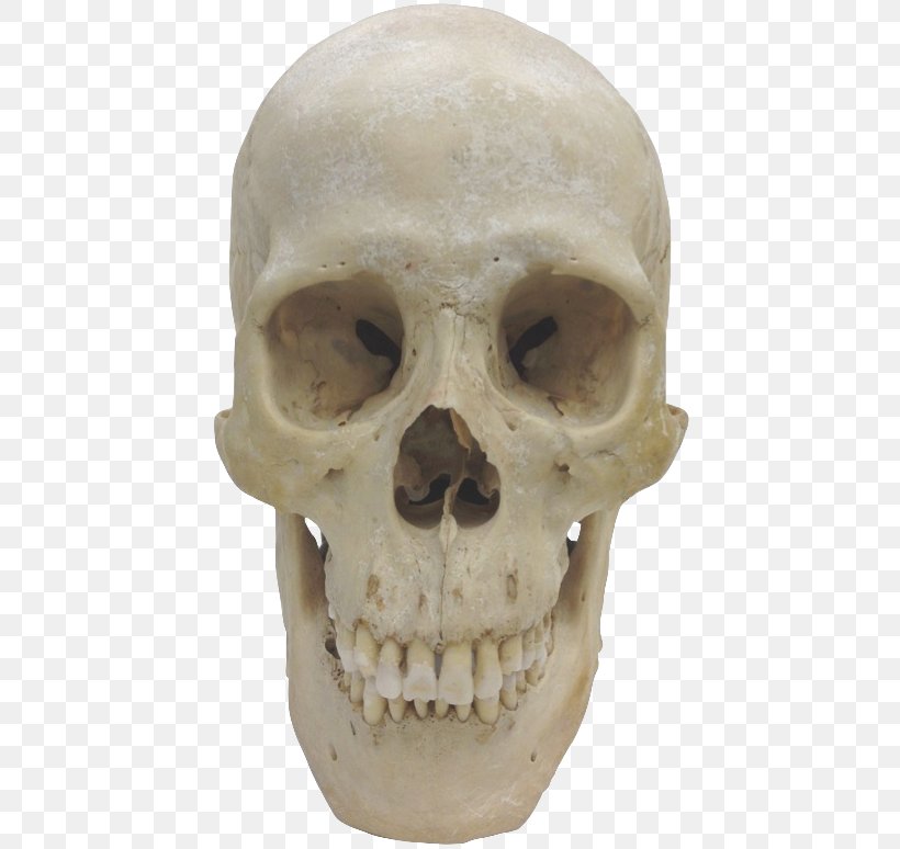 Florisbad Skull Homo Sapiens Chimpanzee Skeleton, PNG, 442x774px, Skull, Animal, Artifact, Bone, Cataloging Download Free