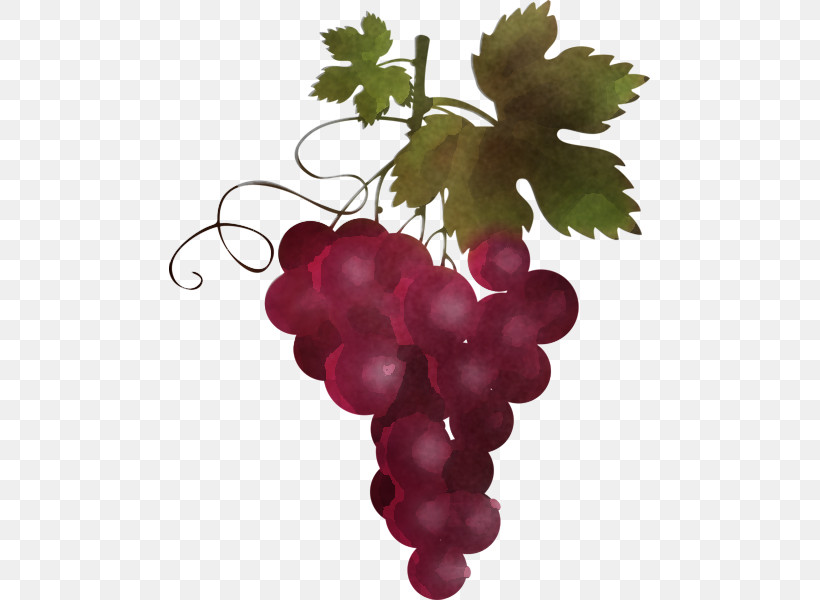 Grape Grape Leaves Seedless Fruit Grapevine Family Vitis, PNG, 481x600px, Grape, Flower, Fruit, Grape Leaves, Grapevine Family Download Free