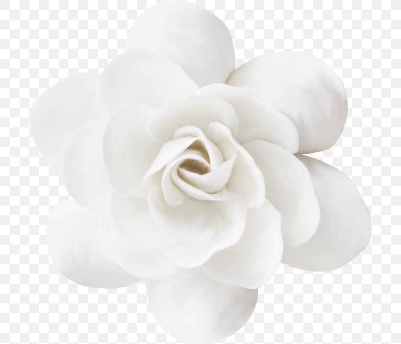 White Petal Flower, PNG, 700x703px, White, Black And White, Cut Flowers, Floral Design, Flower Download Free