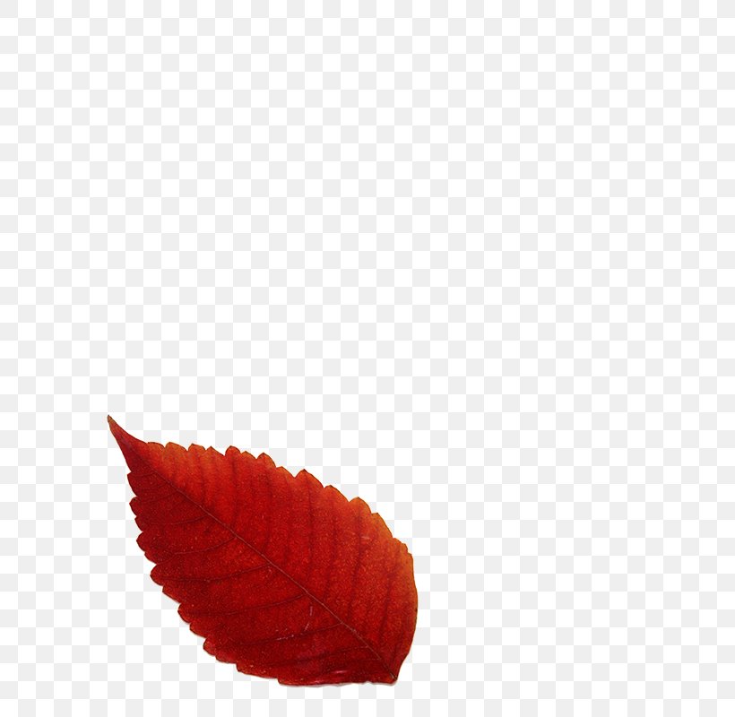 Autumn Leaf Color Red Autumn Leaf Color, PNG, 800x800px, Leaf, Autumn, Autumn Leaf Color, Deciduous, Orange Download Free