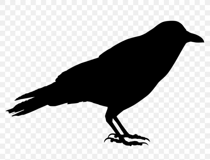 Bird Silhouette, PNG, 850x647px, Beak, American Crow, Bird, Blackbird, Crow Download Free