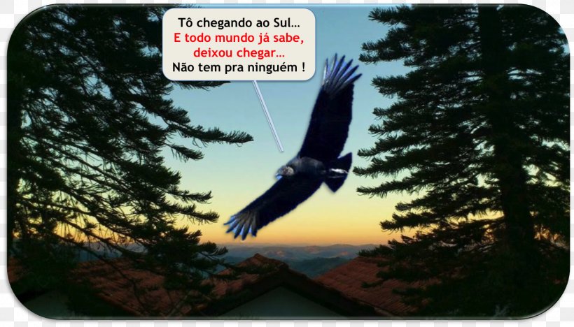 Eagle Beak Sky Plc, PNG, 1530x874px, Eagle, Beak, Bird, Bird Of Prey, Sky Download Free