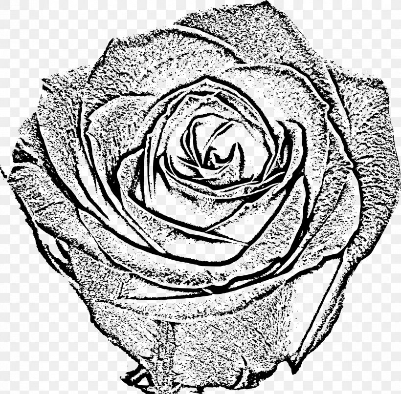 Garden Roses Black And White Drawing Sketch, PNG, 2366x2331px, Watercolor, Cartoon, Flower, Frame, Heart Download Free