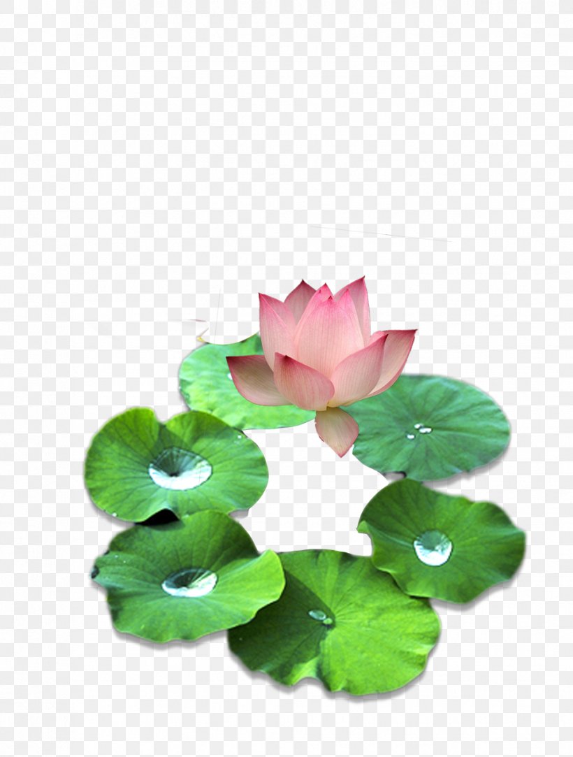 Pygmy Water-lily Nelumbo Nucifera Nymphaea Lotus Clip Art, PNG, 969x1280px, Pygmy Waterlily, Annual Plant, Aquatic Plants, Flower, Flowering Plant Download Free