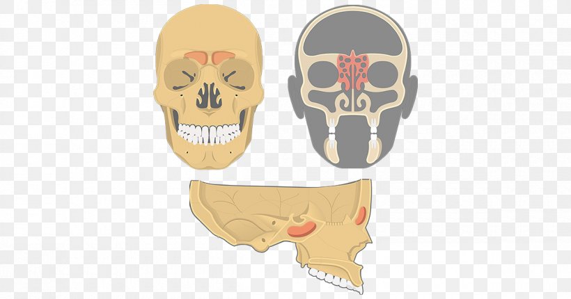 Skull Maxilla Ethmoid Bone Ethmoid Sinus Paranasal Sinuses, PNG, 1200x630px, Watercolor, Cartoon, Flower, Frame, Heart Download Free