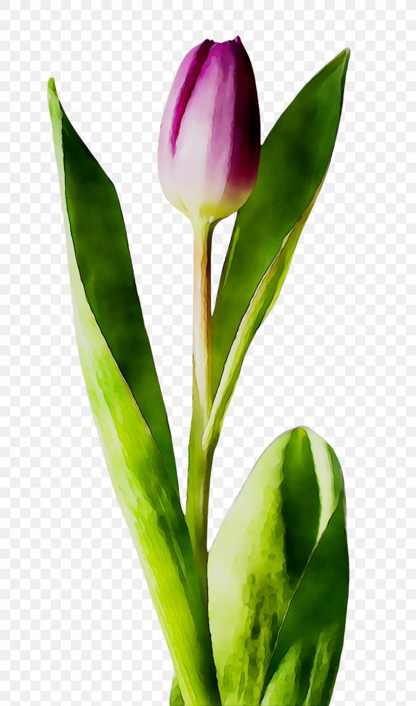 Cut Flowers Tulip Plant Stem Petal, PNG, 1159x1965px, Flower, Albom, Author, Botany, Bud Download Free
