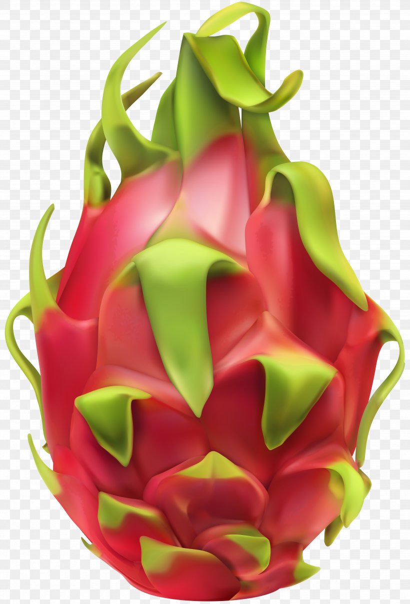 Pitaya Vector Graphics Clip Art Fruit, PNG, 4747x7000px, Pitaya, Cut Flowers, Dragonfruit, Flower, Flowering Plant Download Free