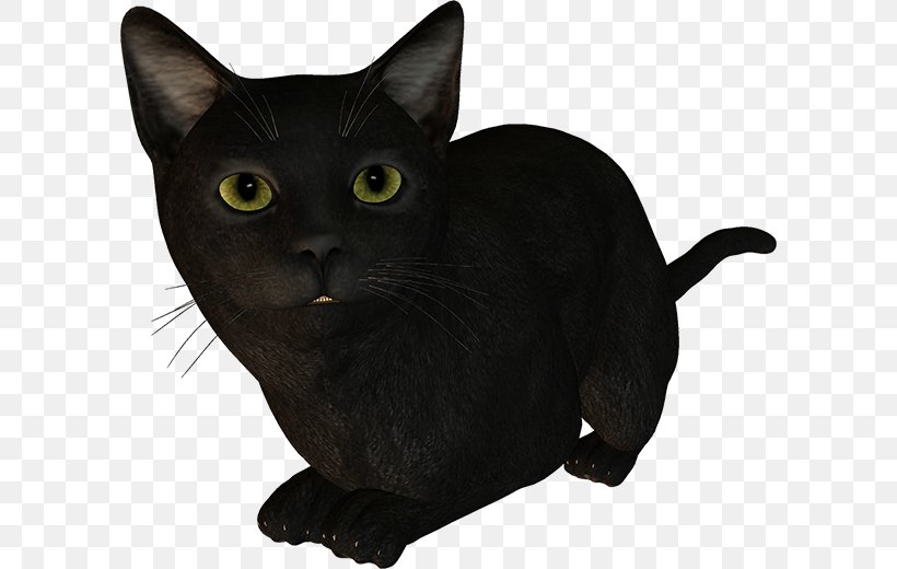 Bombay Cat Korat Havana Brown Burmese Cat American Shorthair, PNG, 600x520px, Bombay Cat, American Bobtail, American Shorthair, American Wirehair, Asian Download Free