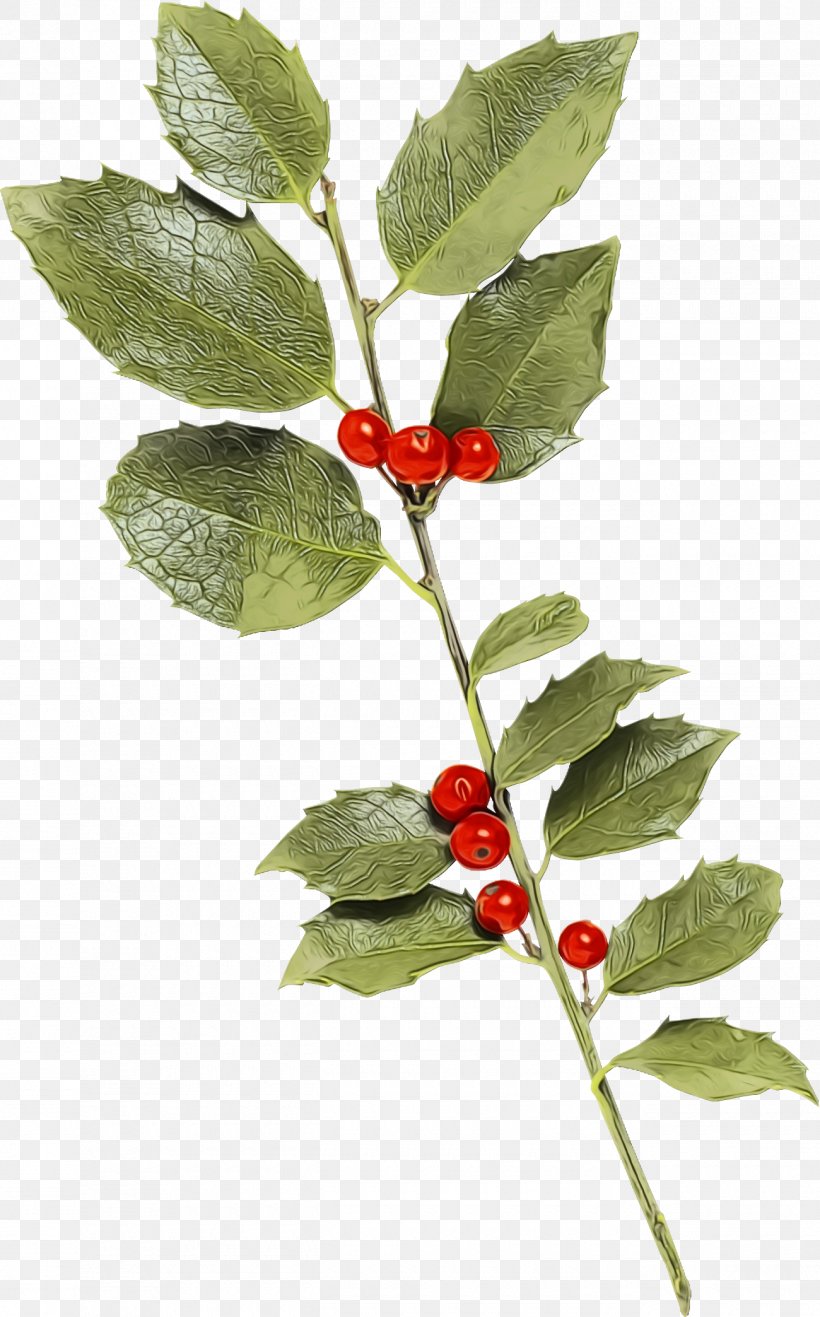 Holly, PNG, 1300x2088px, Christmas Holly, Branch, Christmas, Flower, Holly Download Free