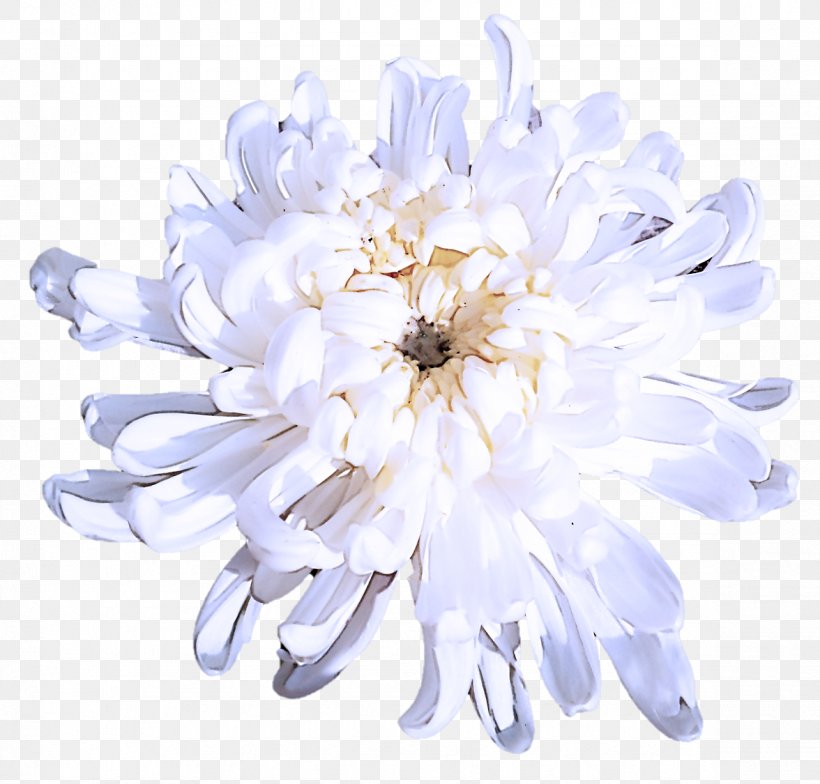 White Flower Petal Plant Cut Flowers, PNG, 1176x1125px, White, Aster, Cut Flowers, Flower, Petal Download Free