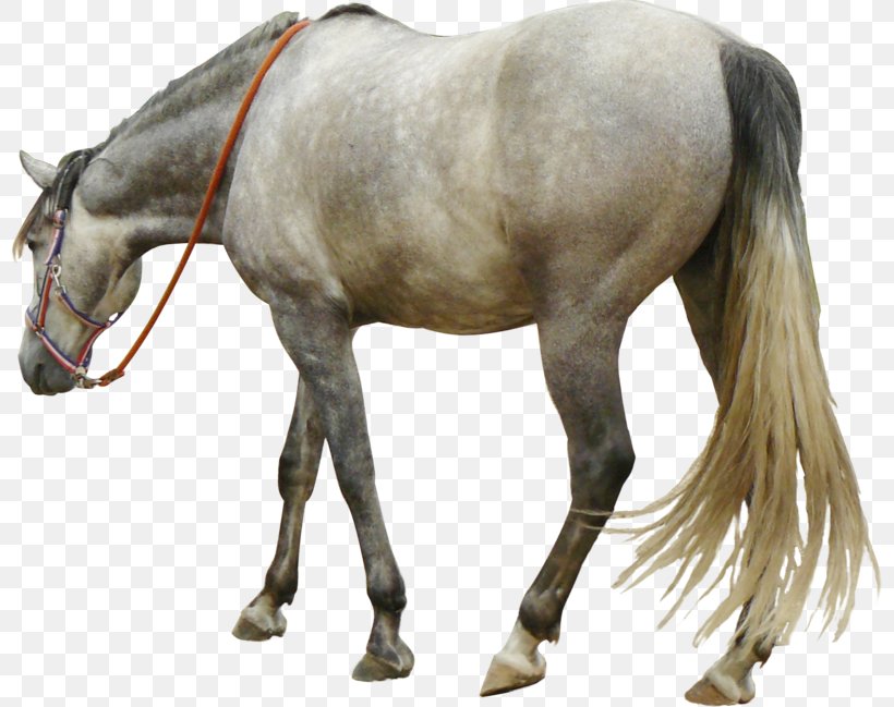 Andalusian Horse Tennessee Walking Horse Mustang Howrse, PNG, 800x649px, Andalusian Horse, Bit, Bridle, Gray, Halter Download Free