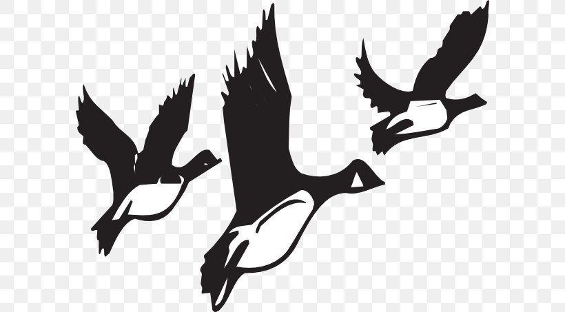 Canada Goose Bird Migration Clip Art, PNG, 600x453px, Goose, Animal Migration, Beak, Bird, Bird Flight Download Free