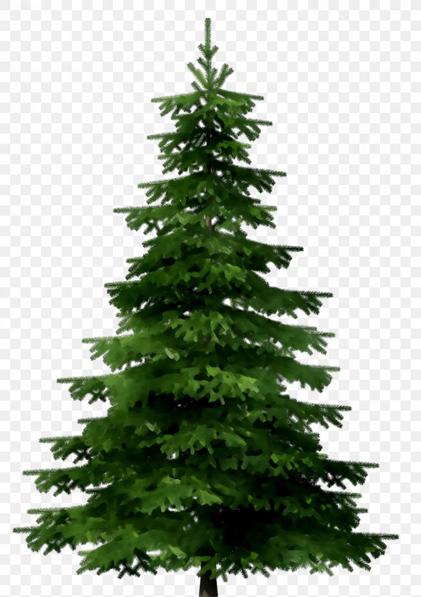 Stock Photography Image Spruce Christmas Tree, PNG, 1377x1953px, Stock Photography, American Larch, Artificial Christmas Tree, Balsam Fir, Canadian Fir Download Free