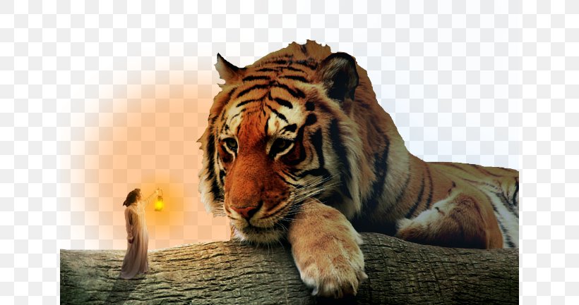 Tiger Beast Ningbo Youngor Zoo, PNG, 650x433px, Tiger, Beast, Beauty And The Beast, Big Cat, Big Cats Download Free