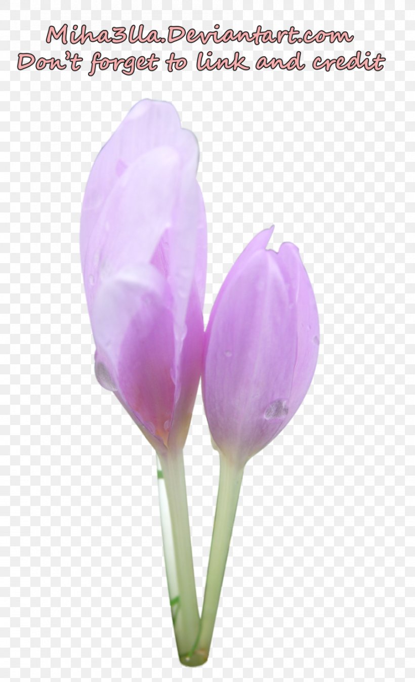 Tulip Cut Flowers Bud Plant Stem Petal, PNG, 900x1480px, Tulip, Bud, Crocus, Cut Flowers, Flower Download Free