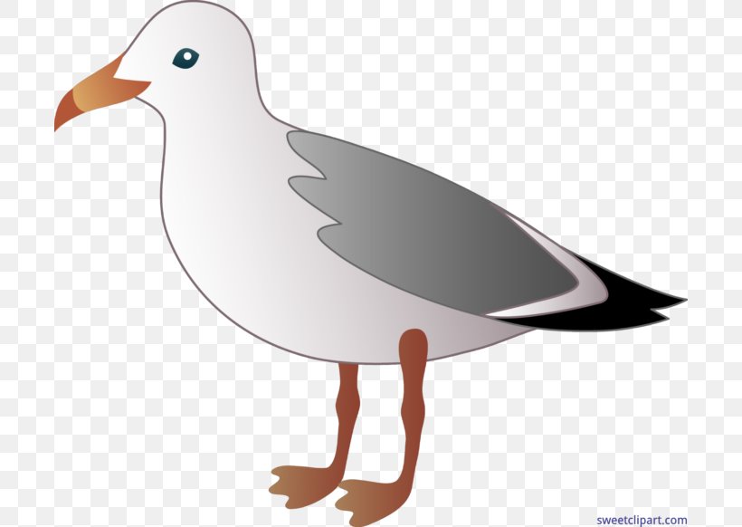 Gulls Clip Art, PNG, 700x582px, Gulls, Animation, Art, Beak, Bird Download Free