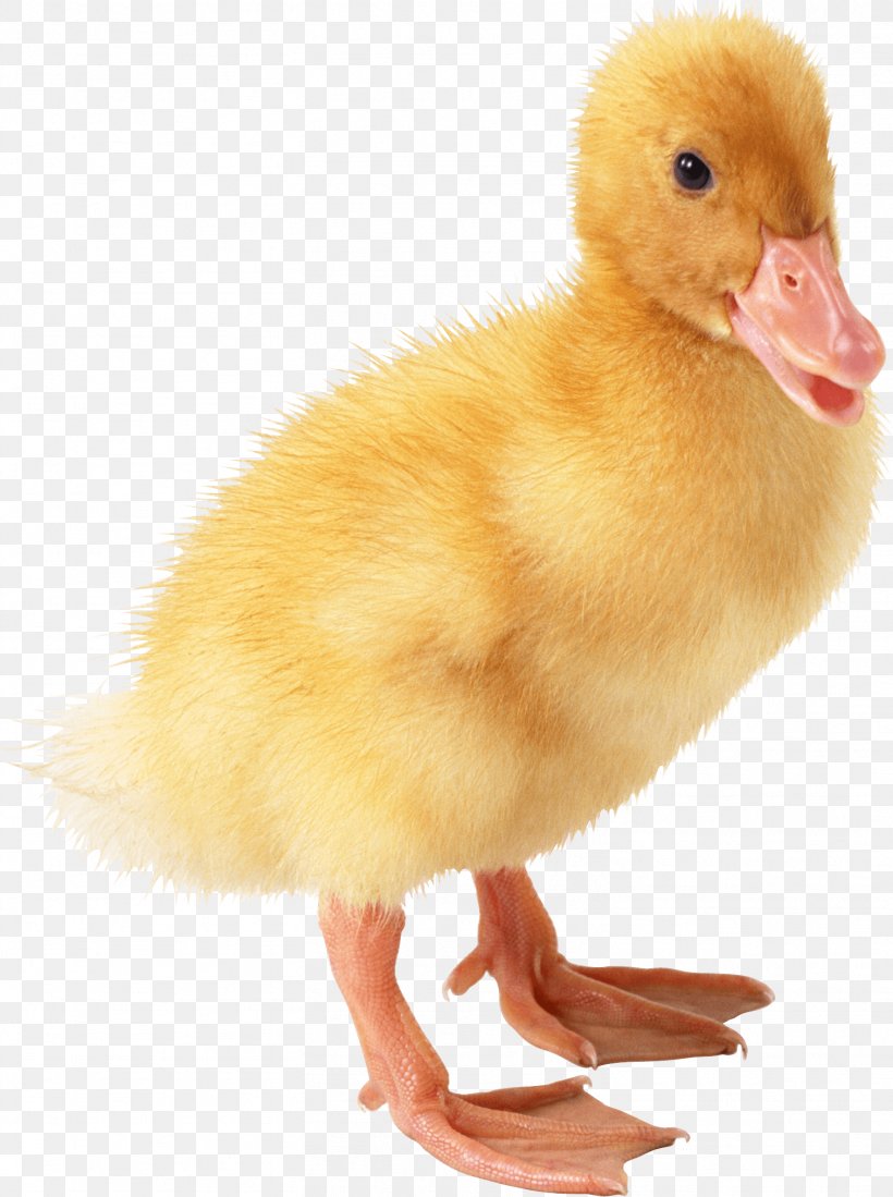 Little Yellow Duck Project, PNG, 1511x2026px, Duck, Beak, Bird, Duckling Duckling, Ducks Geese And Swans Download Free