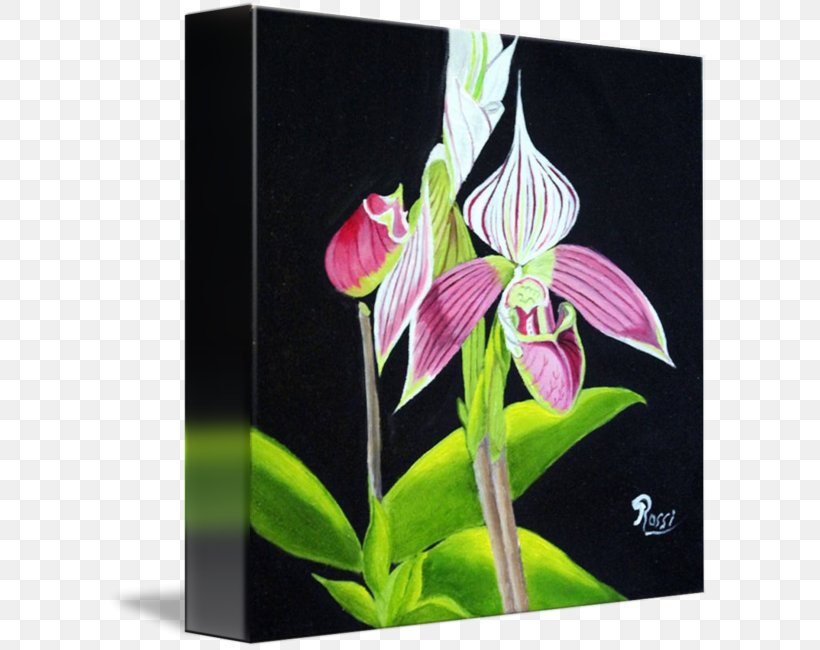 Moth Orchids Jersey Lily Dendrobium Belladonna Fawn Lilies, PNG, 603x650px, Moth Orchids, Amaryllis, Amaryllis Belladonna, Belladonna, Dendrobium Download Free