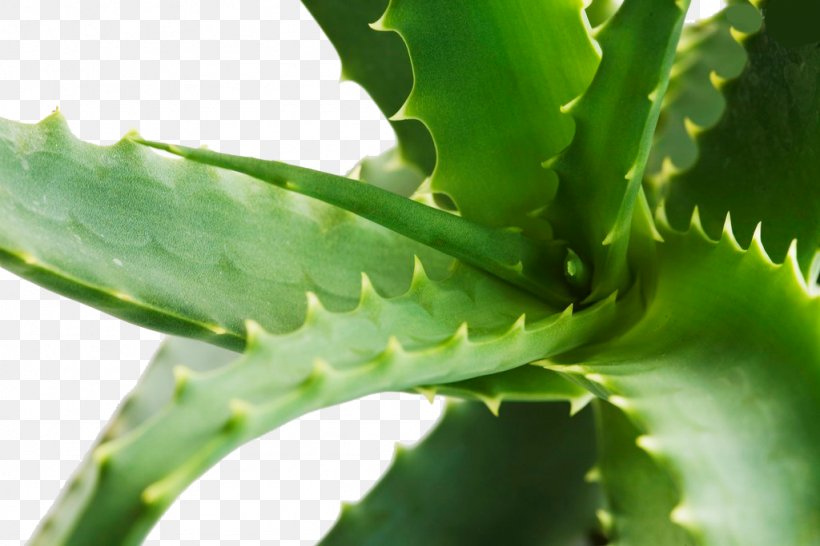 Aloe Gratis Skin Care, PNG, 1024x683px, Aloe, Acne, Graph, Gratis, Leaf Download Free