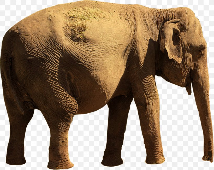 Indian Elephant African Elephant Tusk Wildlife, PNG, 1011x803px, Indian Elephant, African Elephant, Animal, Elephant, Elephantidae Download Free