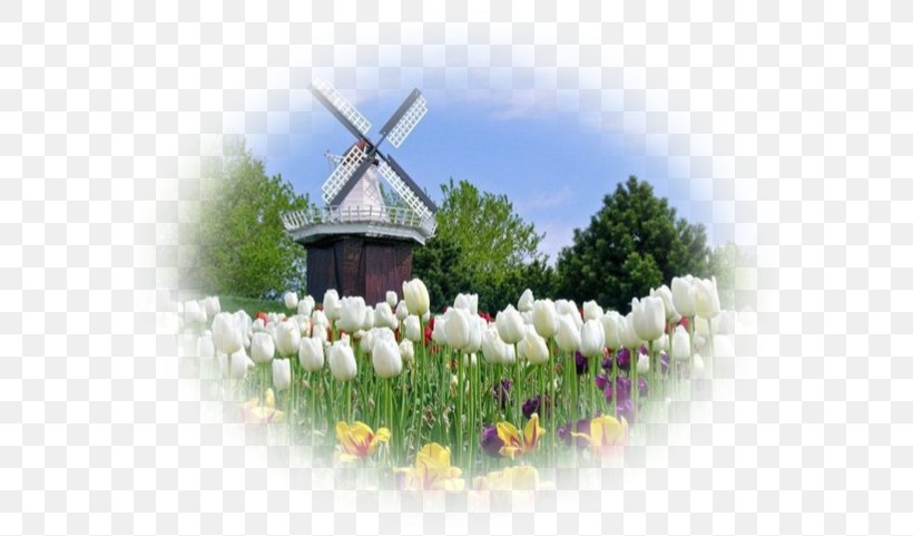 Netherlands Desktop Wallpaper Newquay Holland Tulip, PNG, 600x481px, Netherlands, Blog, Energy, Flower, Flowering Plant Download Free