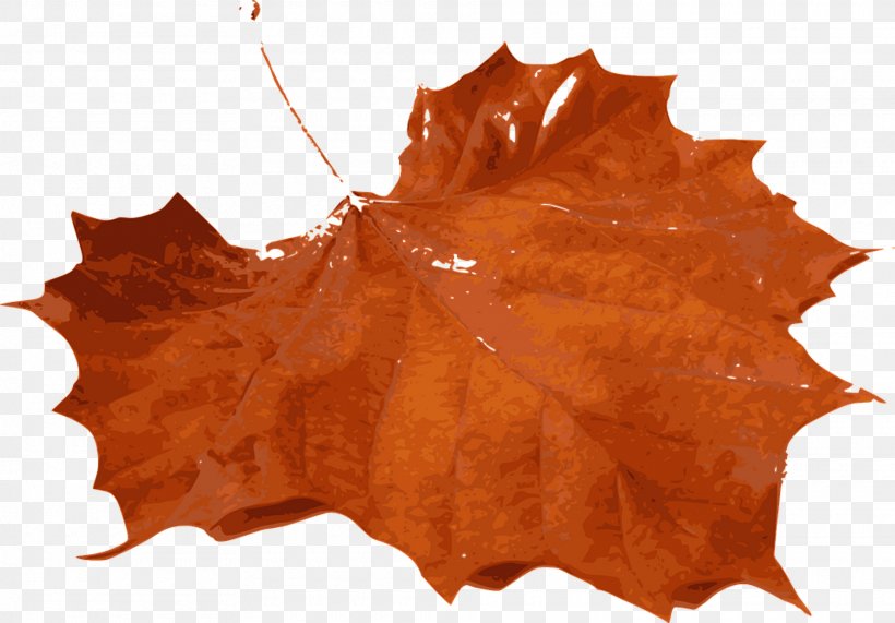 Autumn Leaf Color Clip Art, PNG, 1920x1338px, Autumn Leaf Color, Autumn, Color, Leaf, Maple Download Free